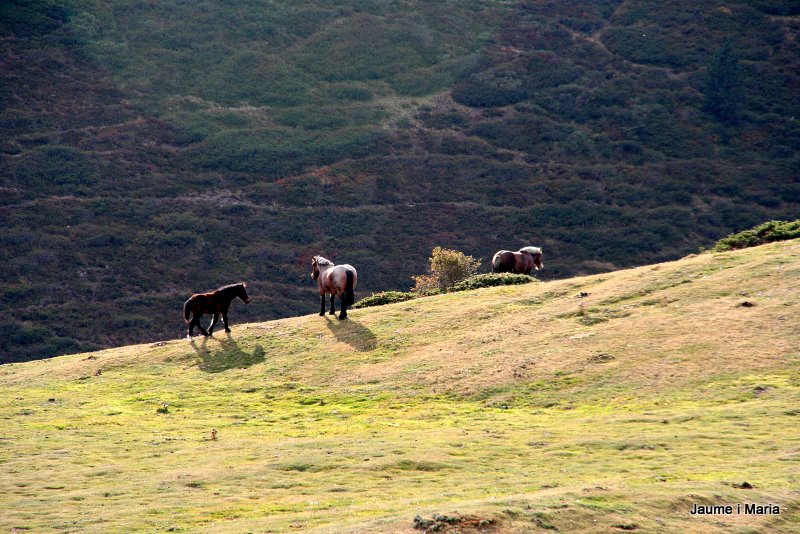 Cavalls en estat salvayge al Port de la Bonaigua